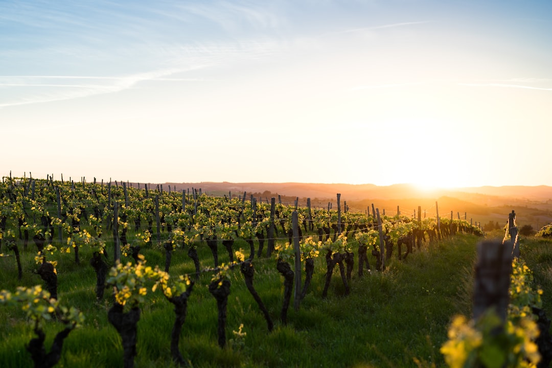 Vignoble en Île-de-France au coucher du soleil